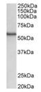 Serine/Threonine Kinase 38 antibody, orb125147, Biorbyt, Western Blot image 