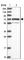 Acyl-CoA Synthetase Short Chain Family Member 1 antibody, HPA041014, Atlas Antibodies, Western Blot image 