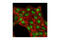 MYC Associated Factor X antibody, 4739S, Cell Signaling Technology, Immunofluorescence image 