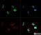 Histone Cluster 4 H4 antibody, NB21-2044, Novus Biologicals, Immunofluorescence image 