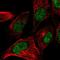 Centromere Protein W antibody, HPA067285, Atlas Antibodies, Immunofluorescence image 