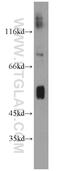 Autophagy Related 4D Cysteine Peptidase antibody, 16924-1-AP, Proteintech Group, Western Blot image 
