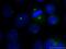 5-azacytidine-induced protein 1 antibody, 25735-1-AP, Proteintech Group, Immunofluorescence image 