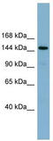Protein KIAA1199 antibody, TA344159, Origene, Western Blot image 