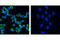 Nuclear Factor Of Activated T Cells 2 antibody, 4389S, Cell Signaling Technology, Immunocytochemistry image 