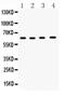 Cell Division Cycle 6 antibody, PA5-79022, Invitrogen Antibodies, Western Blot image 