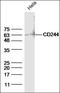 CD244 Molecule antibody, orb4843, Biorbyt, Western Blot image 