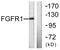 Fibroblast Growth Factor Receptor 1 antibody, LS-C117646, Lifespan Biosciences, Western Blot image 