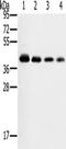 Prostaglandin E Receptor 1 antibody, TA351562, Origene, Western Blot image 
