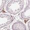 24-Dehydrocholesterol Reductase antibody, NBP2-68594, Novus Biologicals, Immunohistochemistry frozen image 