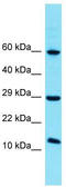 Family With Sequence Similarity 32 Member A antibody, TA335635, Origene, Western Blot image 
