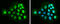 Tumor Protein P63 antibody, GTX633818, GeneTex, Immunofluorescence image 