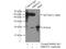 Mitochondrial Ribosomal Protein S25 antibody, 15277-1-AP, Proteintech Group, Immunoprecipitation image 