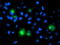 PTPN1 antibody, TA503310, Origene, Immunofluorescence image 