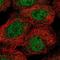 Sperm Associated Antigen 17 antibody, NBP1-93840, Novus Biologicals, Immunofluorescence image 
