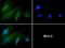 Coagulation Factor XII antibody, NBP1-94203, Novus Biologicals, Immunofluorescence image 