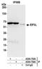 Eukaryotic translation initiation factor 3 subunit L antibody, A304-754A, Bethyl Labs, Immunoprecipitation image 