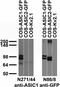 Amiloride-sensitive cation channel 2, neuronal antibody, 73-277, Antibodies Incorporated, Western Blot image 