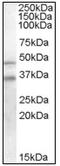 GULP PTB Domain Containing Engulfment Adaptor 1 antibody, AP08549PU-N, Origene, Western Blot image 