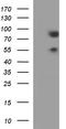 Aryl hydrocarbon receptor nuclear translocator-like protein 1 antibody, LS-C784686, Lifespan Biosciences, Western Blot image 
