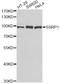 Structure Specific Recognition Protein 1 antibody, STJ28496, St John