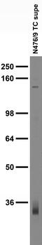 Solute Carrier Family 39 Member 3 antibody, 75-487, Antibodies Incorporated, Western Blot image 