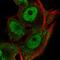 Ring Finger Protein 13 antibody, HPA064784, Atlas Antibodies, Immunofluorescence image 