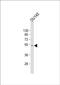 Cysteine Rich PAK1 Inhibitor antibody, PA5-49510, Invitrogen Antibodies, Western Blot image 