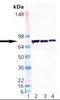 Protein Disulfide Isomerase Family A Member 4 antibody, orb89130, Biorbyt, Western Blot image 