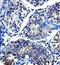 Dual Specificity Phosphatase 14 antibody, orb78315, Biorbyt, Immunohistochemistry paraffin image 