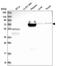 Ring Finger Protein 207 antibody, HPA042535, Atlas Antibodies, Western Blot image 