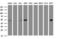 SBP1 antibody, LS-B9461, Lifespan Biosciences, Western Blot image 