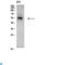 CAMP Responsive Element Binding Protein 3 antibody, LS-C813305, Lifespan Biosciences, Western Blot image 