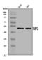 Immunoglobulin Binding Protein 1 antibody, A05930-2, Boster Biological Technology, Western Blot image 