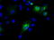 Protein Tyrosine Phosphatase Receptor Type E antibody, TA501029, Origene, Immunofluorescence image 