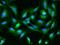 Sulfate transporter antibody, 202929-T02, Sino Biological, Immunohistochemistry paraffin image 