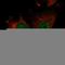 SH3 Domain Binding Protein 2 antibody, HPA036790, Atlas Antibodies, Immunocytochemistry image 
