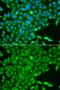 Casein Kinase 1 Gamma 2 antibody, GTX33123, GeneTex, Immunofluorescence image 