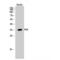 Serine/arginine-rich splicing factor 7 antibody, LS-C381815, Lifespan Biosciences, Western Blot image 