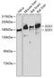 Son of sevenless homolog 1 antibody, GTX64852, GeneTex, Western Blot image 