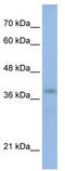 POU domain, class 4, transcription factor 2 antibody, TA343478, Origene, Western Blot image 