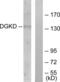 Diacylglycerol Kinase Delta antibody, LS-C119084, Lifespan Biosciences, Western Blot image 