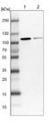 Nuclear valosin-containing protein-like antibody, NBP1-89508, Novus Biologicals, Western Blot image 