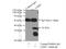 Lactate Dehydrogenase C antibody, 19989-1-AP, Proteintech Group, Immunoprecipitation image 