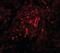 Breast Carcinoma Amplified Sequence 4 antibody, orb89861, Biorbyt, Immunofluorescence image 