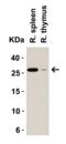 Lymphocyte antigen 96 antibody, 3289, ProSci Inc, Western Blot image 