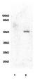Fibulin 5 antibody, orb10661, Biorbyt, Western Blot image 