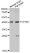 MSL-1 antibody, LS-C749050, Lifespan Biosciences, Western Blot image 