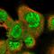 Nuclear Receptor Coactivator 3 antibody, HPA024210, Atlas Antibodies, Immunofluorescence image 