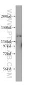 Myosin IE antibody, 17768-1-AP, Proteintech Group, Western Blot image 
